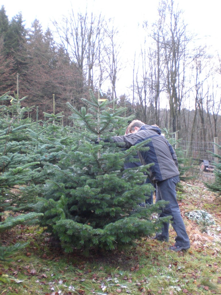 Hofverkauf Fam. Ottersbach Weihnachtsbaumkulturen