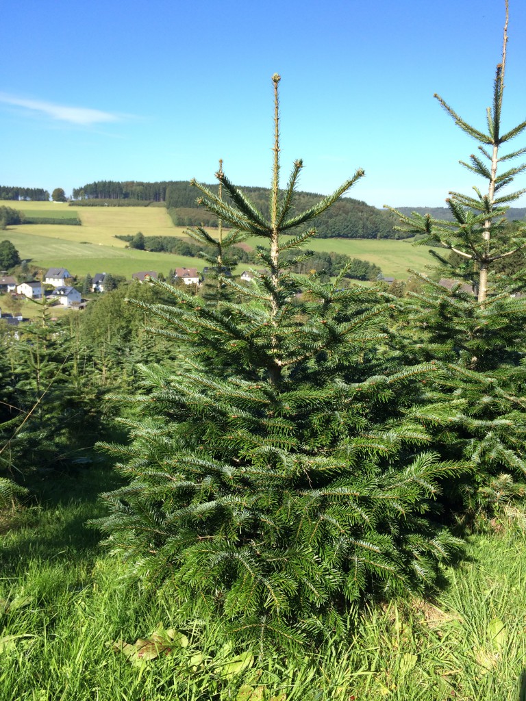 Hofverkauf Fam. Ottersbach Weihnachtsbaumkulturen